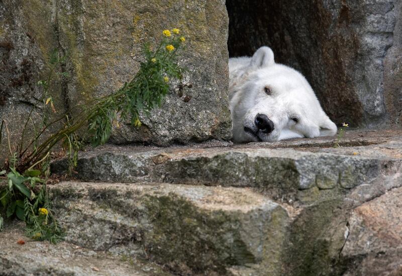A polar bear rests in the entrance of its enclosure in the Zoo in Berlin, Germany. AP Photo