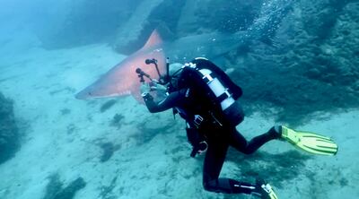 Fernando Reis of the Sharks Educational Institute during a dive with a large smalltooth sand tiger shark. Photo: Fernando Reis