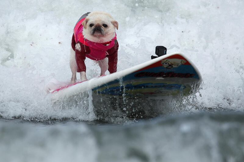 A small dog competes in the 14th annual Helen Woodward Animal Center "Surf-A-Thon" where more than 70 dogs competed in five different weight classes for "Top Surf Dog 2019". Reuters