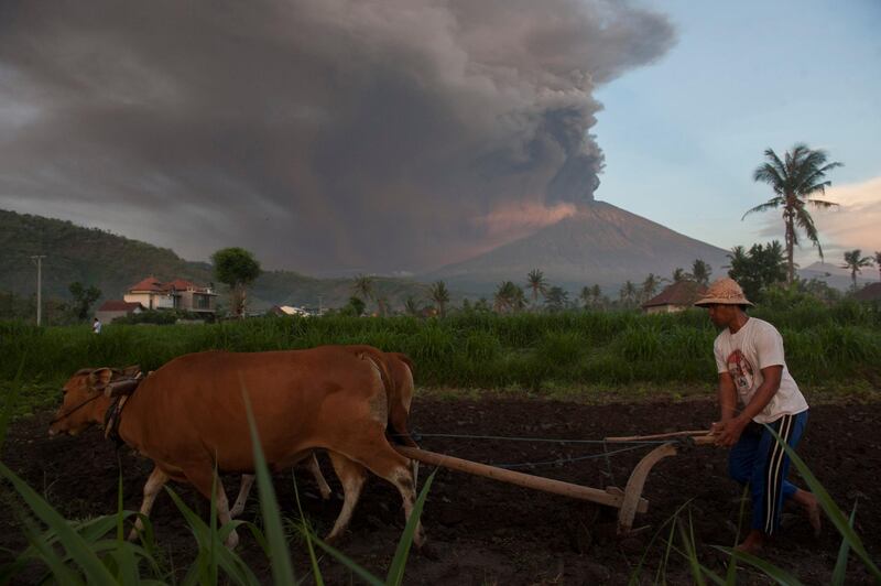 A farmer ploughs his field as Mount Agung erupts in the background in Culik Village, Karangasem, Bali, Indonesia. Antara Foto / Nyoman Budhiana / via Reuters