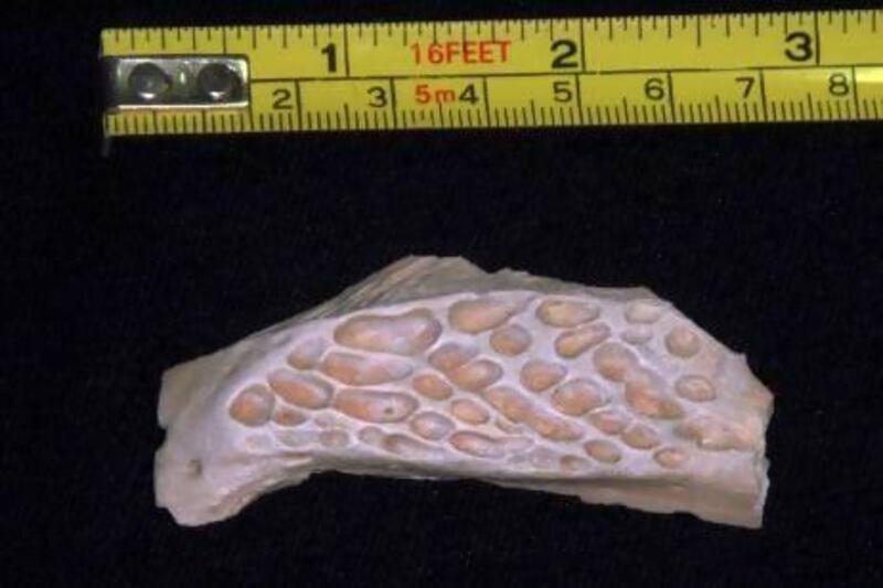 A piece of crocodile skull discovered at the site near the Ruwais oil refinery. It and other fossils found during work on the national railway are thought to be up to 8 million years old. Courtesy Abu Dhabi Tourism and Culture Authority