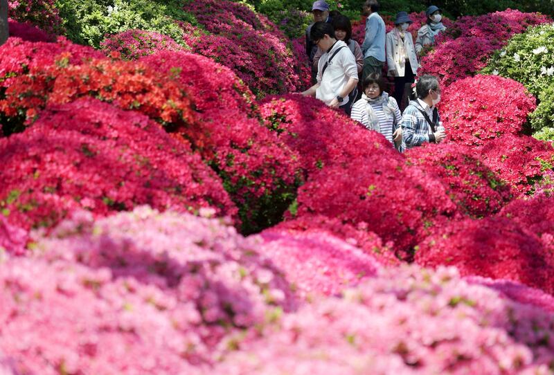 Azalea blossoms at Nezu Shrine during a day of mild spring weather in Tokyo. AP Photo