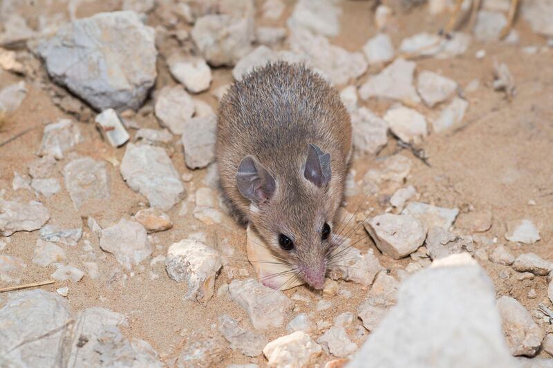 Egyptian Spiny Mouse, caught as part of conservation survey work, Jabal Nazwa.  - Wild Dubai. Courtesy Discovery