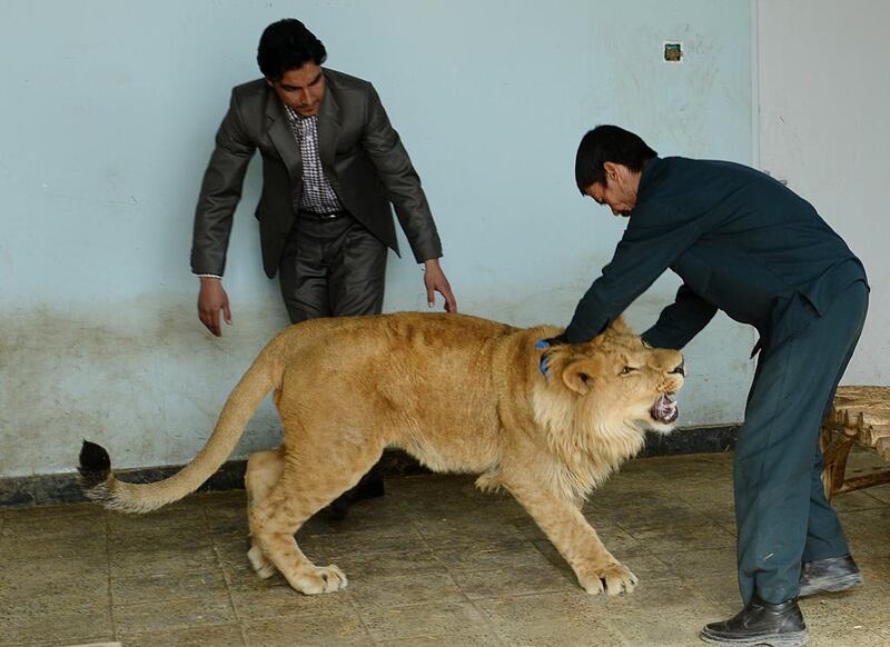 Afghan zookeeper Qurban Ali (R), 40, plays with male lion Marjan at Kabul Zoo. Shah Marai / AFP