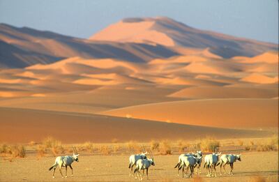 A group of Arabian Oryx with sand dunes in the background. Photo: National Centre for Wildlife