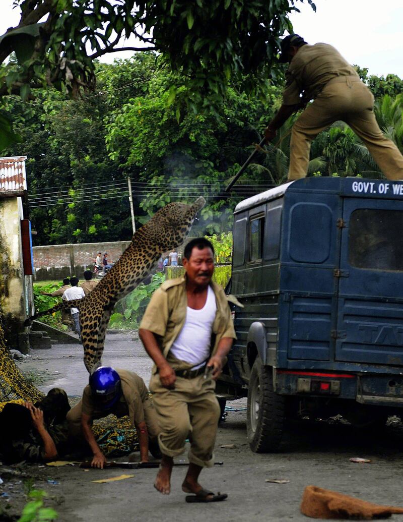 An unidentified forest guard aims his rifle as he is attacked by a wild leopard (Panthera pardus) at Prakash Nagar village near Salugara on the outskirts of Siliguri on July 19, 2011. Six people were mauled by the leopard after the feline strayed into the village area before it was caught by forestry department officials. Forest officials made several attempt to tranquilised the full grown leopard that was wandering through a part of the densely populated city when curious crowds startled the animal, a wildlife official said. AFP PHOTO/Diptendu DUTTA
 *** Local Caption ***  451298-01-08.jpg