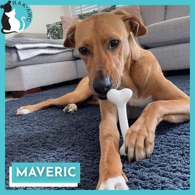 Maveric is one of the dogs up for adoption or foster.