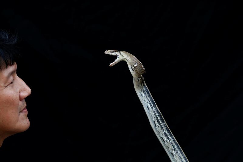 Pukpinyo shows a copperhead rat snake.