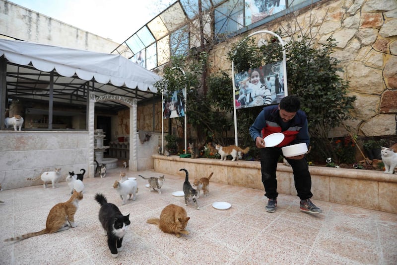 Mohammed Alaa al-Jaleel spreads plates on the ground to feed cats at lunchtime. AFP