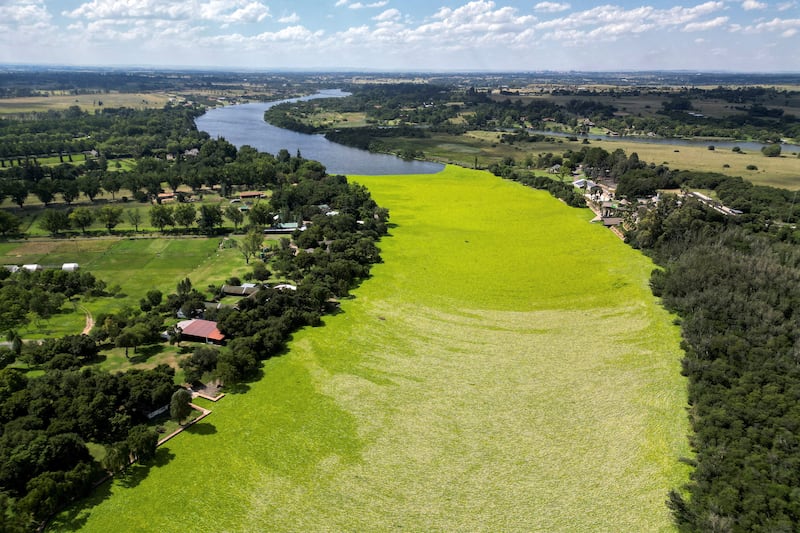 Water lettuce covers the Vaal river at Millionaires Bend, South Africa, where it is expanding quickly, impairing water quality by lowering oxygen levels. Reuters