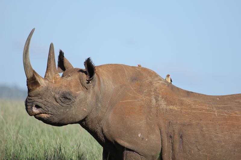 Black rhino. Courtesy Zoological Society of London 