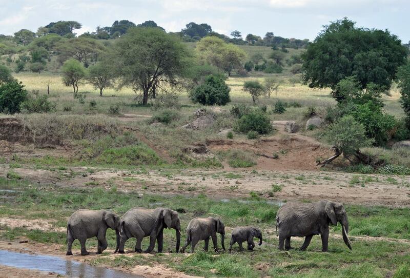 Elephants roam the Tarangire National Park. Photo by Rosemary Behan