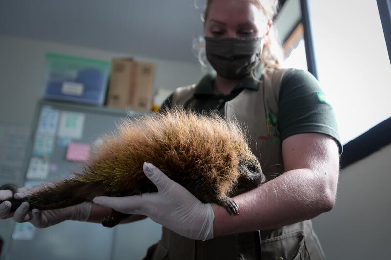 An official with facial mask shows a rescued Brazilian porcupine in the Sao Paulo Zoo, Brazil.  EPA