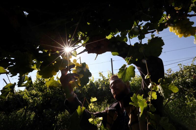 A Palestinian farmer harvests grapes at a farm in Khan Younis in the southern Gaza Strip. Reuters