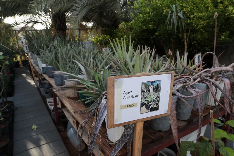 The retired government official has more than 5,000 cacti and more than 1,000 types of other succulents