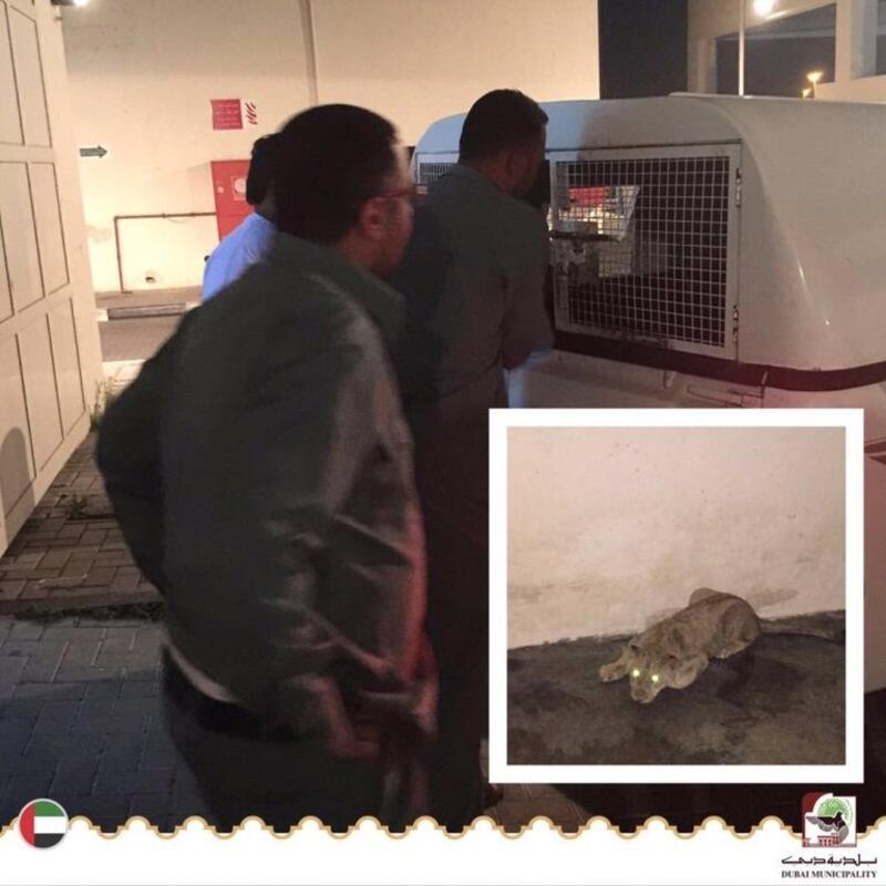 A lioness was captured by the animal-welfare unit in the Al Barsha neighbourhood of Dubai on January 21, 2015, after escaping from its owner’s property. Dubai Municipality