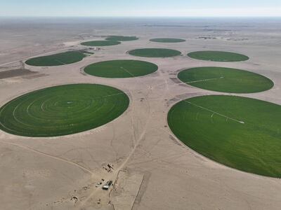 In July 2021, investor Wail Al Ghazali and partners obtained an investment licence to develop this area south of Najaf city to grow wheat. Photo: Wail Al Ghazali