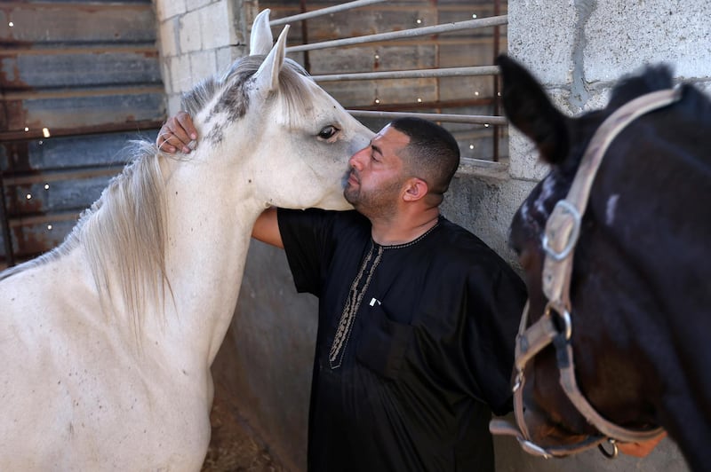 Three of Mr Shahin's four horses were wounded when an Israeli air strike hit his stables in Gaza. Reuters