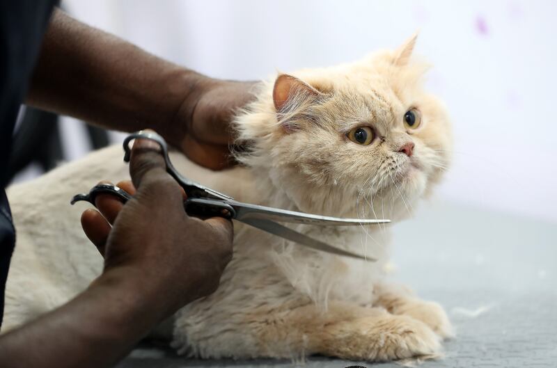 A full grooming session for an adult cat cost Dh275 and includes a bath, brushing and a haircut.