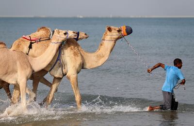 The swims take place on a beach in Umm Al Quwain. Chris Whiteoak / The National