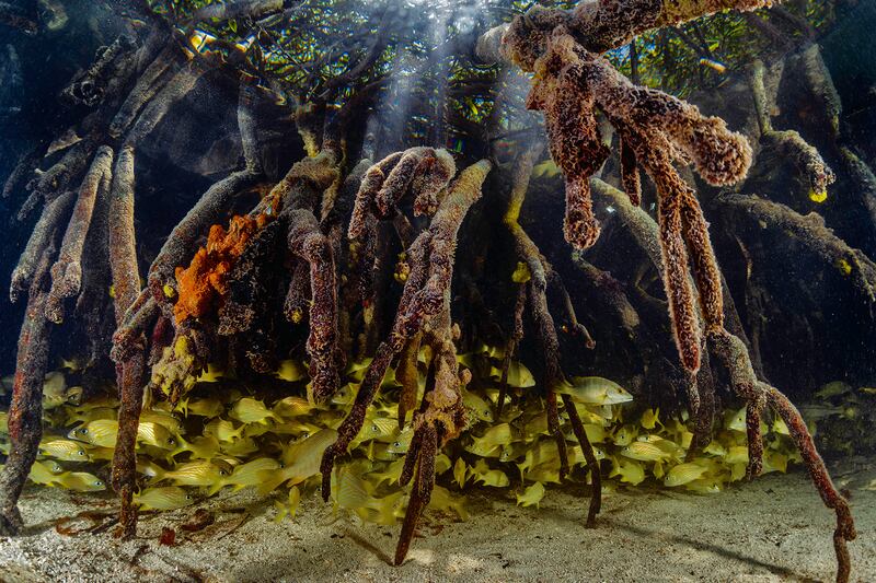 Highly Commended, Mangroves & Underwater, Lorenzo Mittiga, Netherlands Antilles. Photo: Lorenzo Mittiga / Mangrove Photography Awards