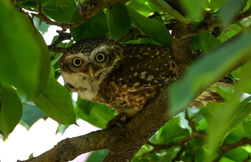 A spotted owlet, small owl breeding in tropical Asia, looks on as it sits on a tree branch in Kathmandu.  AFP