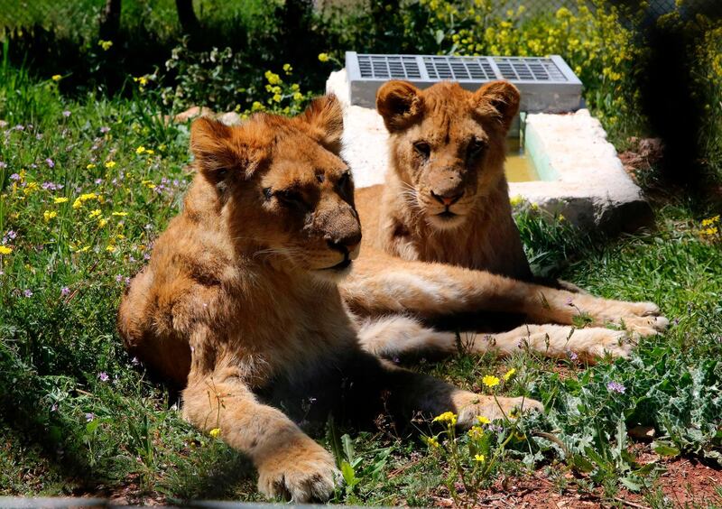 Lionesses rest in an enclosure at Al Ma'wa For Nature and Wildlife.