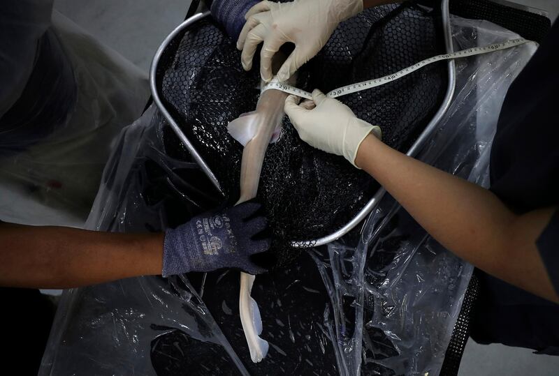 A baby Arabian carpet shark is measured as part of a conservation project at the fish quarantine facilities of Atlantis, The Palm in Dubai. Conservationists are releasing baby sharks bred in aquariums into the open sea as part of an effort to help native marine species in the Arabian Gulf. AP