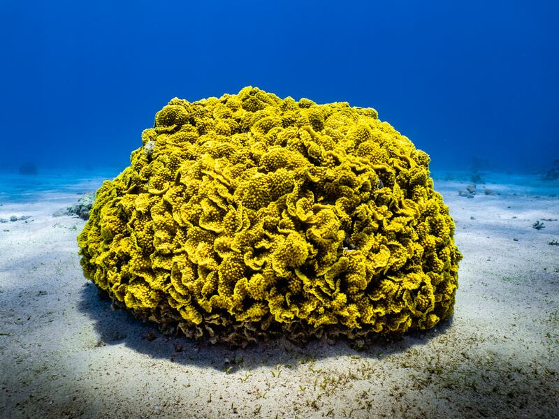 Despite sea temperatures in the Gulf of Aqaba rising faster than the global average rate, the coral reef at the northernmost point of the Red Sea seems immune to the effects of global warming. All photos: Getty