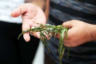 A scientist from the International Centre for Biosaline Agriculture in Dubai handles some of the salicornia grown using reject brine. Pawan  Singh / The National