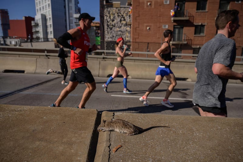 Runners pass a dead rat as they cross the Pulaski bridge during the 2021 New York City Marathon in Brooklyn. AFP