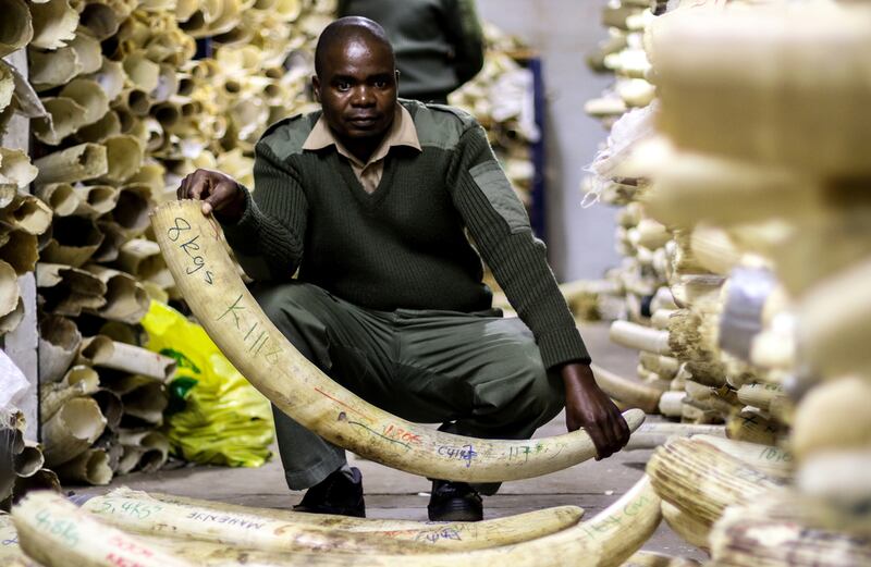 Zimbabwe has about 96,000 tonnes of ivory, valued at about $10 billion (Dh36.7bn). Jekesai Njikizana / AFP