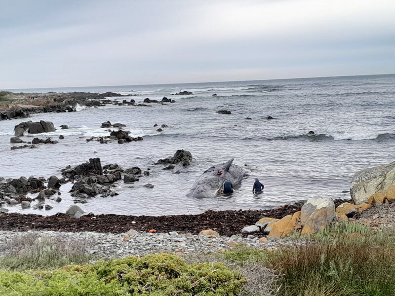 Response crew members investigate after several sperm whales were beached and died on King Island, Tasmania. Reuters