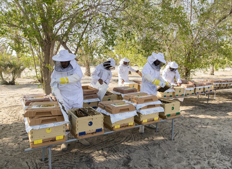 Abu Dhabi, United Arab Emirates - September 25th, 2017: Workers at the apiary check on the bees in the hives. Al Najeh Honey Sale. Monday, September 25th, 2017 at near Al Samha, Abu Dhabi. 