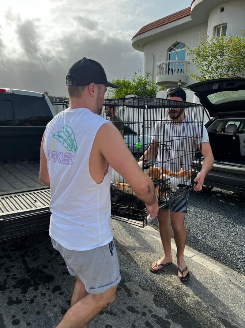 Two dozen dogs were stranded in the flooded villa, as well as 14 cats.

