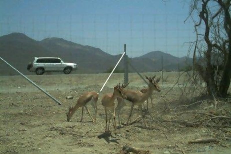 Gazelles in in the Acacia woodland in Kalba.