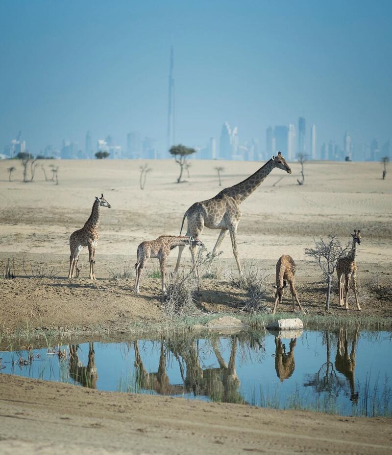 Sheikh Hamdan bin Mohammed, Crown Prince of Dubai: When he's not jumping out of aeroplanes or scaling the Burj Khalifa, the Crown Prince of Dubai regularly posts his nature photography on social media and has shared photos of these giraffes against the backdrop of the Dubai skyline. Instagram