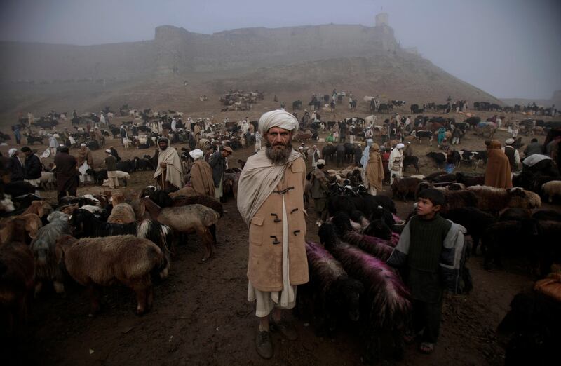 Afghan livestock merchant, Mohammed Sher, 55, center, looks on while standing next to his sheep displayed for sale for the upcoming Eid-al-Adha festival, in an open market in Kabul, Afghanistan, Friday, Nov. 4, 2011. (AP Photo/Muhammed Muheisen) *** Local Caption ***  Afghanistan Eid-al-Adha.JPEG-0fb95.jpg