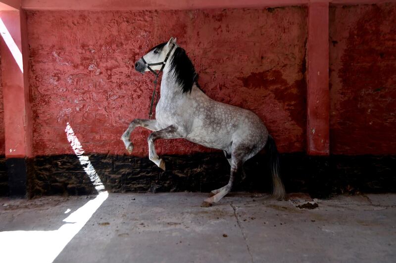 A horse waits for horseshoes to be installed at a farm in Algeria. AFP
