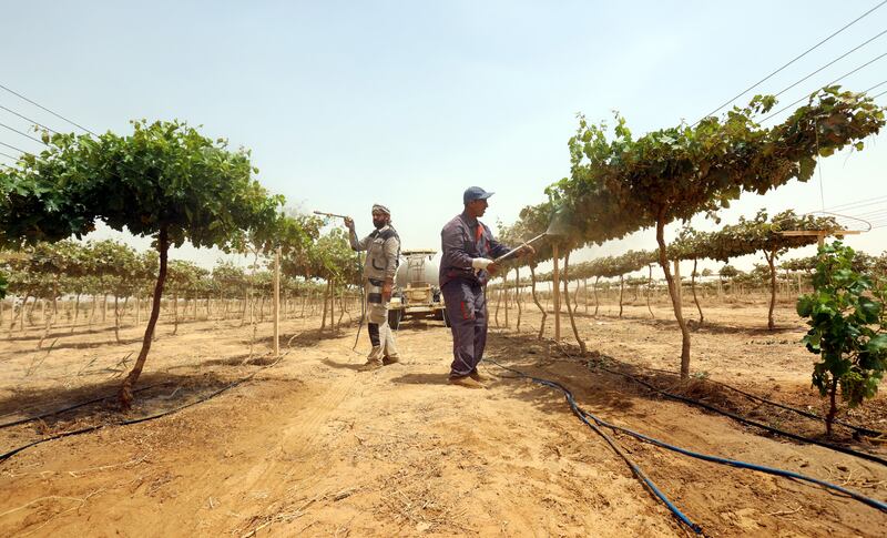 The project also involves sowing agricultural crops such as wheat, barley, palm trees, olives, grapes and potatoes in the desert surrounding the city.