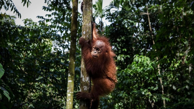 Orangutans are being targeted by traffickers in Indonesia for transit through the Gulf. 