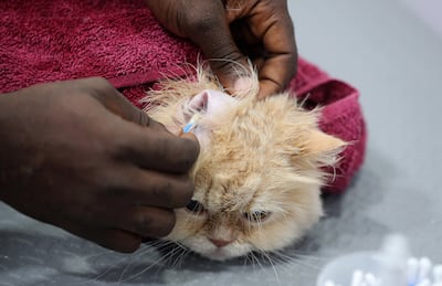 Femi Moses Olajide cleans Luna's ears after the bath. Pawan Singh / The National