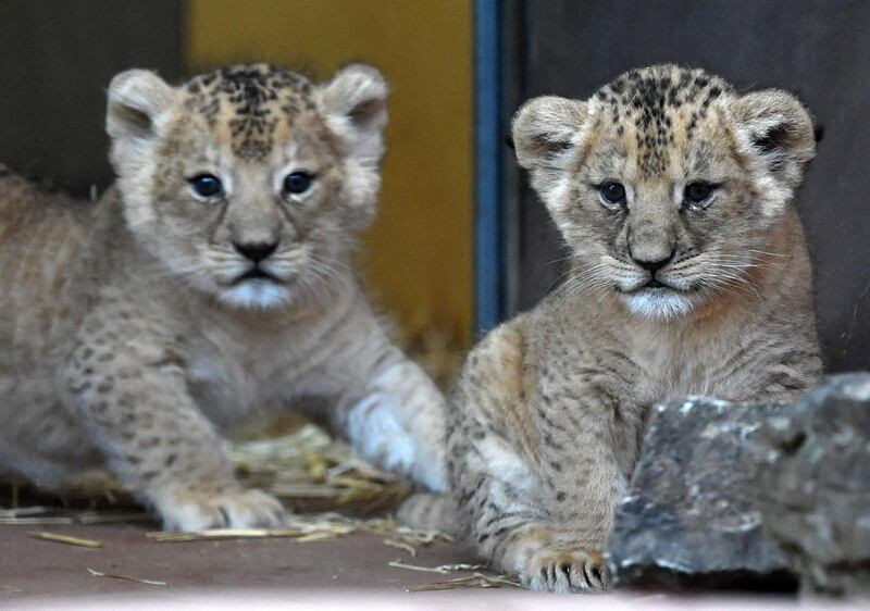 Two baby lions are pictured at the zoo in Erfurt, eastern Germany.   AFP