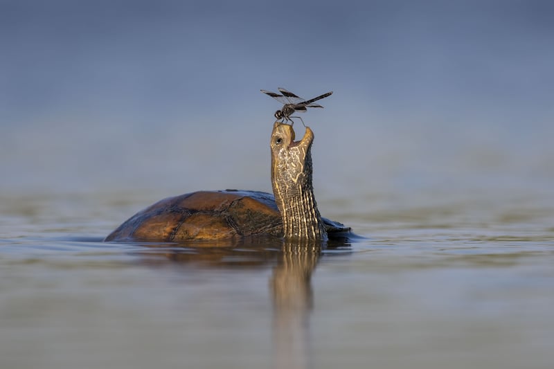 The Happy Turtle by Tzahi Finkelstein, of a Balkan pond turtle with a dragonfly in Israel's Jezreel Valley, is one of the highly commended images. Tzahi Finkelstein / PA