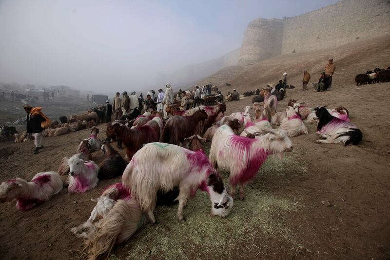 Livestock displayed for sale by afghan livestock merchants for the upcoming Eid-al-Adha festival, in an open market in Kabul, Afghanistan, Friday, Nov. 4, 2011. (AP Photo/Muhammed Muheisen) *** Local Caption ***  APTOPIX Afghanistan Eid-al-Adha.JPEG-04eae.jpg