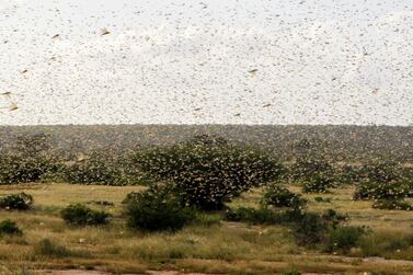 FILE PHOTO: A swarm of desert locusts fly over a grazing land in Nakwamuru village, Samburu County, Kenya January 16, 2020. REUTERS/Njeri Mwangi/File Photo