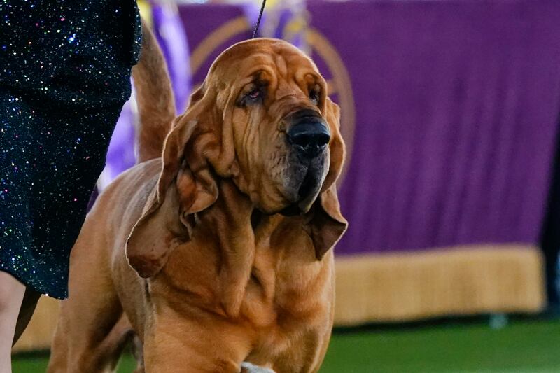 Trumpet also won in the Hound category. AP Photo