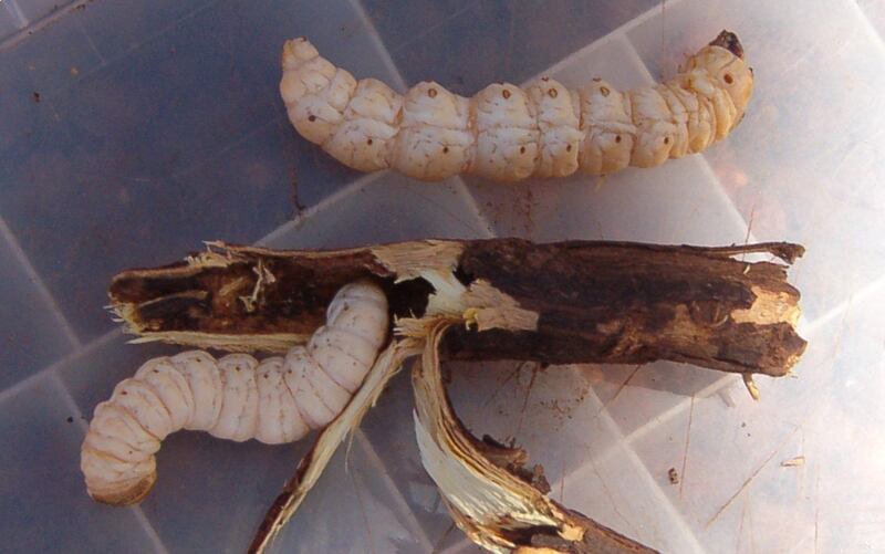 The Witchetty grub is part of the diet in the Australian outback. Wikimedia Commons