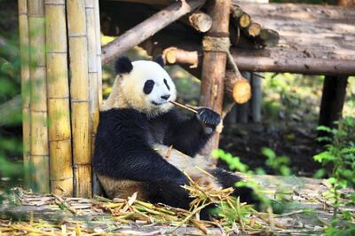 A giant panda in Chengdu Giant Panda Breeding and Research Base, Sichuan Province, China.