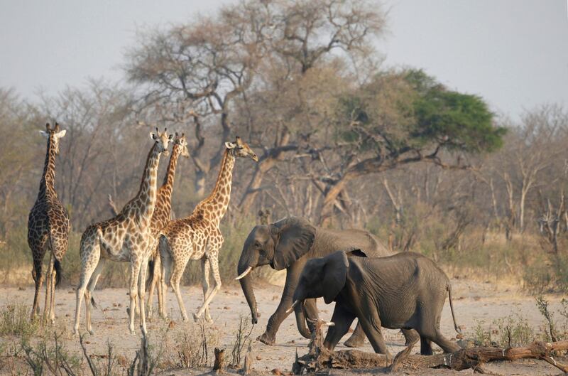 A group of elephants and giraffes walk near a watering hole inside Hwange National Park in Zimbabwe. Reuters